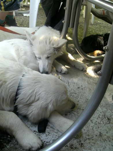 müde Hunde